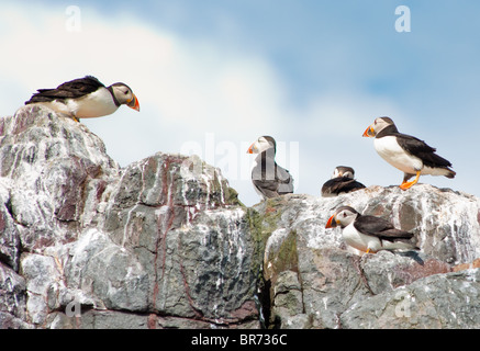 Papageientaucher auf Felsen in Farne Insel, Großbritannien Stockfoto