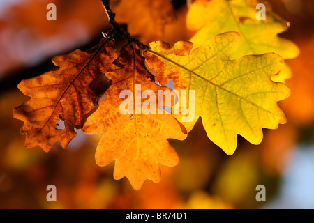 Leaves of an oak tree with beautiful, warm autumn colors Stockfoto