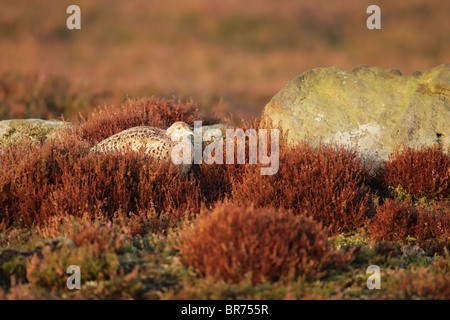 Weibliche gemeinsame Fasan (Phasianus Colchicus) liegen unter Heidekraut in warmes Licht Stockfoto