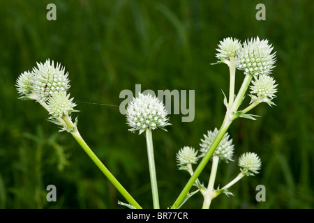 Rattlesnake Master Eryngium yuccifolium Stockfoto