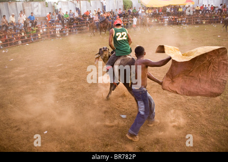 Ein Publikum Mitglied reitet einen wütenden Stier, während andere es mit einem Umhang auf eine nicaraguanische Stierkampf in Somotillo Nicaragua reizt. Stockfoto