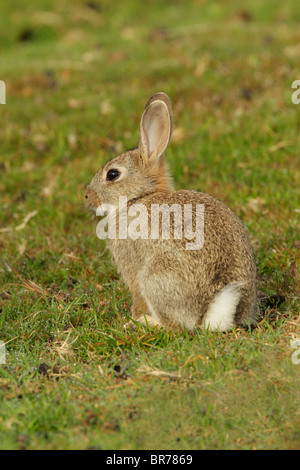 Wildkaninchen (Oryctolagus Cuniculus) sitzen auf Grünland Stockfoto