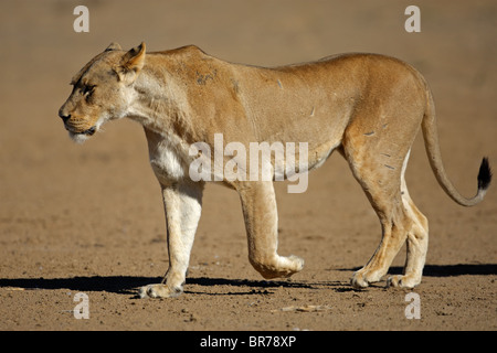 Löwin (Panthera Leo) Wandern, Kgalagadi Transfrontier Park, Südafrika Stockfoto