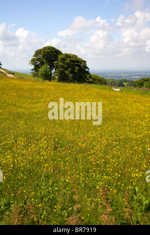 Ein Feld von Butterblumen bei Teggs Nase Country Park in der Nähe von Macclesfield in Cheshire; England Stockfoto