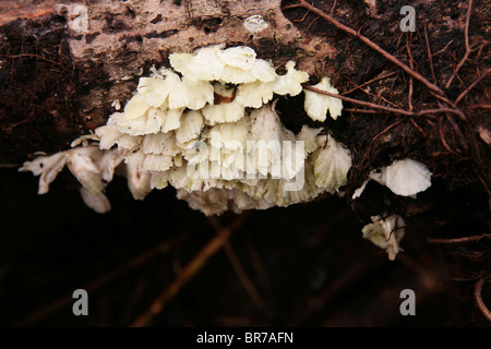 Pilze im zerfallenden Holz in den tropischen Wäldern von Panama gesehen. Stockfoto