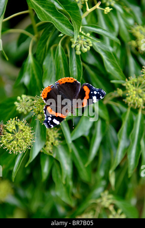 Red Admiral Schmetterling, Vanessa Atalanta, auf Efeu Pflanze, Hedera Helix. Stockfoto