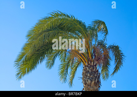 Eine Palme am Strand von Nisi. Stockfoto