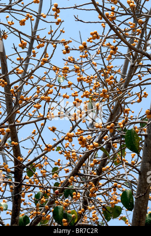 Banyan Baum Früchte (Ficus Bengalensis), ähnlich wie die essbaren Feigen, aber es ist nicht gut zu essen. Stockfoto