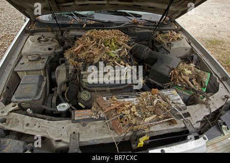 Whitethroated Woodrat (Neotoma Albigula) Nest in LKW-Motor - bekannt als Packrats - Sonora-Wüste Arizona - USA Stockfoto