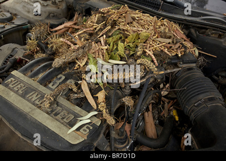 Whitethroated Woodrat (Neotoma Albigula) Nest in LKW-Motor - bekannt als Packrats - Sonora-Wüste Arizona - USA Stockfoto