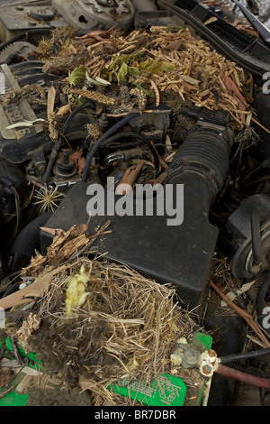 Whitethroated Woodrat (Neotoma Albigula) Nest in LKW-Motor - bekannt als Packrats - Sonora-Wüste Arizona - USA Stockfoto