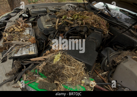 Whitethroated Woodrat (Neotoma Albigula) Nest in LKW-Motor - bekannt als Packrats - Sonora-Wüste Arizona - USA Stockfoto