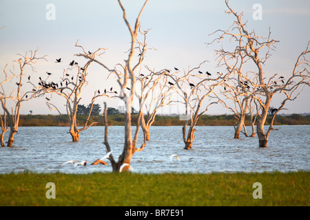 Tote Bäume am See Tagalala, Selous Game Reserve, Tansania Stockfoto