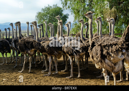 Strauße auf Highgate Ostrich Show Farm, Oudtshoorn, Südafrika Stockfoto