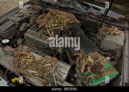 Whitethroated Woodrat (Neotoma Albigula) Nest in LKW-Motor - bekannt als Packrats - Sonora-Wüste Arizona - USA Stockfoto