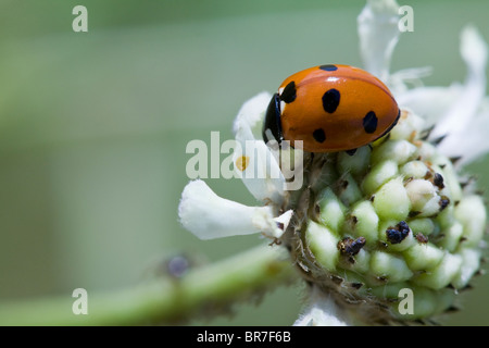 Marienkäfer auf weiße Blume Stockfoto