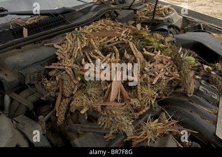 Weiße-throated Woodrat (Neotoma Albigula) Nest in LKW-Motor - bekannt als Packrats - Sonora-Wüste Arizona - USA Stockfoto