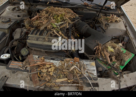 Whitethroated Woodrat (Neotoma Albigula) Nest in LKW-Motor - bekannt als Packrats - Sonora-Wüste Arizona - USA Stockfoto