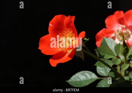 Rot-Gizmo stieg auf schwarzem Hintergrund Stockfoto