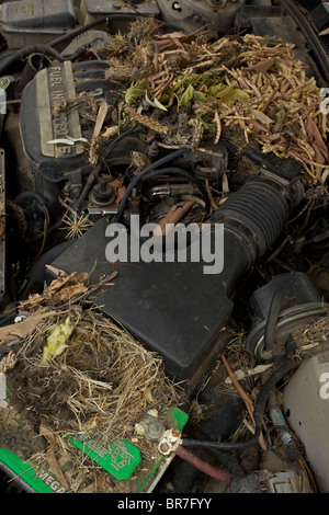 Whitethroated Woodrat (Neotoma Albigula) Nest in LKW-Motor - bekannt als Packrats - Sonora-Wüste Arizona - USA Stockfoto