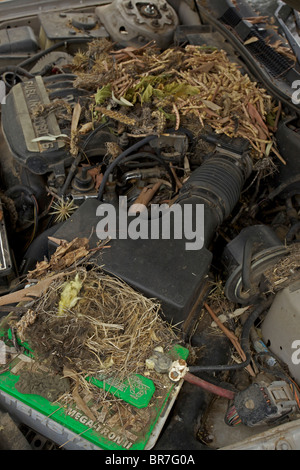 Whitethroated Woodrat (Neotoma Albigula) Nest in LKW-Motor - bekannt als Packrats - Sonora-Wüste Arizona - USA Stockfoto