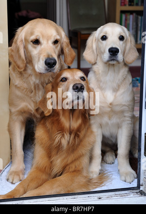 Drei golden Retriever versammelten sich in einem Hauseingang. Stockfoto