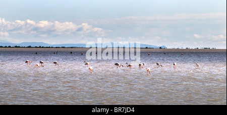 Flamingos (Phoenicopterus Roseus) in der Camargue Stockfoto