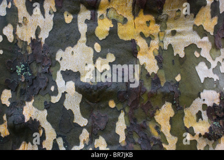 vertikale Nahaufnahme der Baumrinde auf Stamm von Ahornblättrige Platane (Platanus X acerifolia [Aiton] Willd) Stockfoto