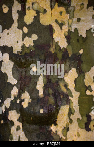 vertikale Nahaufnahme der Baumrinde auf Stamm von Ahornblättrige Platane (Platanus X acerifolia [Aiton] Willd) Stockfoto