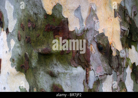 Botanische Baumrinde Stamm auf Stamm von Ahornblättrige Platane (Platanus X acerifolia [Aiton] Willd) Stockfoto