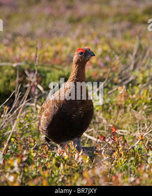 Das Moorschneehuhn Lagopus Lagopus gesehen hier auf Heather Moorland am Derwent Rand in The Derbyshire Peak District UK Stockfoto