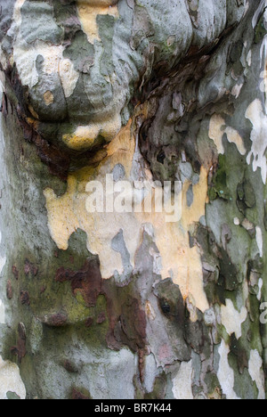 Vertikale Nahaufnahme Rinde mit vertikalen Großaufnahme von Baumrinde auf Stamm von Ahornblättrige Platane (Platanus X acerifolia [Aiton] Willd) Stockfoto