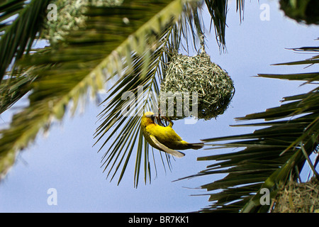 Webervogel Nestbau in Palme, Südafrika Stockfoto