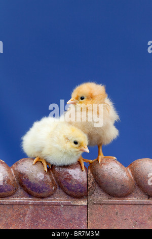 Küken am Rand einer Fliese Stockfoto