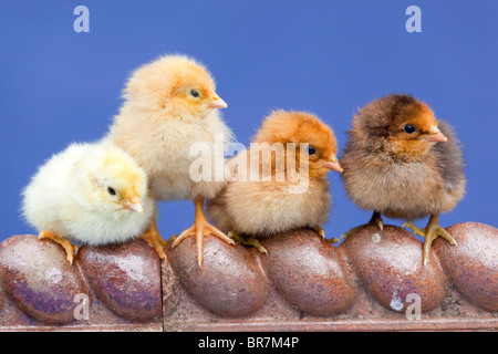 Küken am Rand einer Fliese Stockfoto