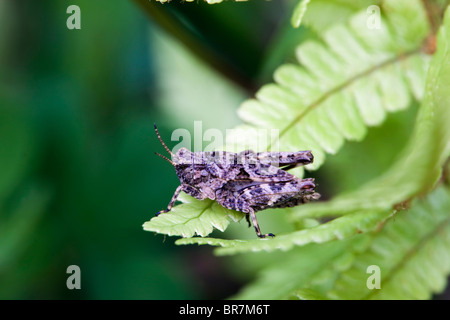 Gemeinsamen Groundhopper; Tetrix undulata Stockfoto