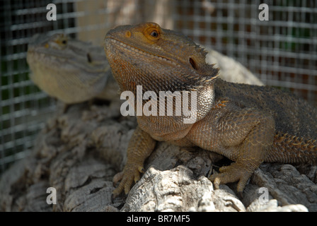 Bartagamen, Pagona Vitticeps in Gefangenschaft Stockfoto