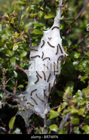 Lakai Moth Raupen; Malacosoma Neustrien; mit web Stockfoto