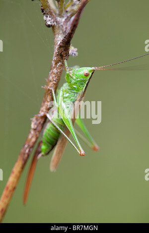 Lange Winged Conehead; Conocephalus verfärben Stockfoto