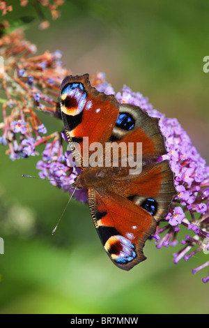 Tagpfauenauge; Inachis Io; auf Sommerflieder Stockfoto