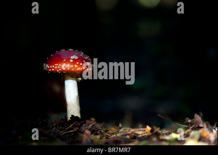 Amanita muscaria, Agaric Pilz in einem englischen Wald fliegen. Stockfoto