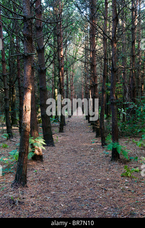 Weg durch eine Kiefer-Wald in Oakley Woods, Warwickshire, England Stockfoto