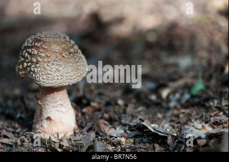 Amanita Pantherina, Kappe Panther Pilz Stockfoto