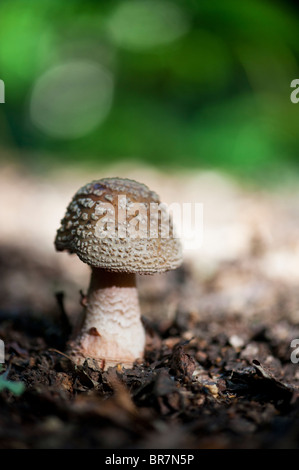 Amanita Pantherina, Kappe Panther Pilz Stockfoto