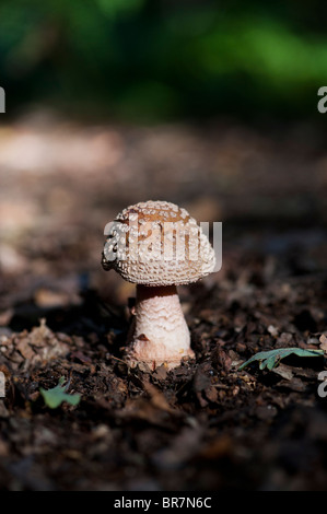 Amanita Pantherina, Kappe Panther Pilz Stockfoto