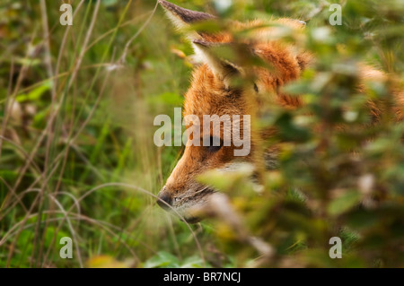 Gut gewachsene Red Fox Cub in Tiefe Abdeckung in Warwickshire Landschaft Stockfoto