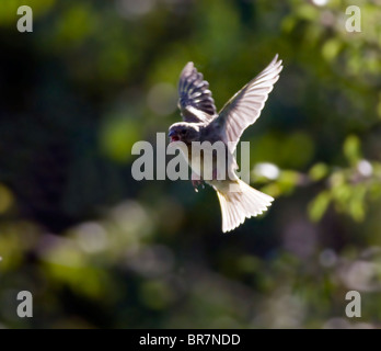 Backlit Grünfink im Flug, Warwickshire Stockfoto