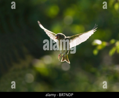 Backlit Grünfink im Flug, Warwickshire Stockfoto