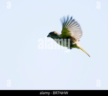 Grünfink (Carduelis chloris) im Flug, Warwickshire Stockfoto