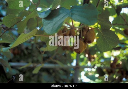 Kiwi Stockfoto